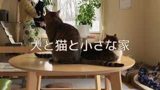 [Dogs and cats and country life] Peaceful holidays with dogs and cats / Making snacks without sugar