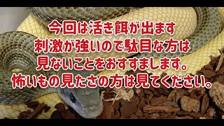 Englishsubscribe閲覧注意冷凍マウスを食べないアオダイショウに活き餌を与えた　Browsing attention. I gave the snake a live mouse.