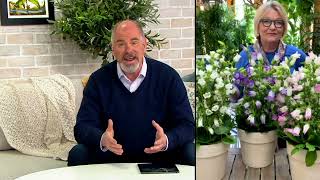 Barbara King 5-Piece Canterbury Bells Live Plants on QVC