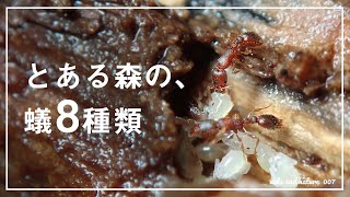 【Collecting Ants】アリ採集＆観察「とある森の、蟻のいる風景」【アズマオオズアリ/アミメアリ/ムネアカオオアリなどなど】