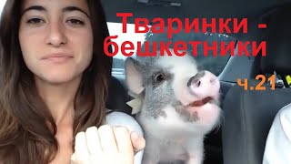 Тварини-бешкетники ч. 21 / добірка приколів з тваринами / найкумедніше відео