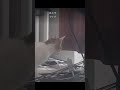 【保護猫】ライブカメラで子猫を盗撮 peeking at my kitten with a live camera