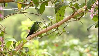 Green - crowned Brilliant at Mount Totumas