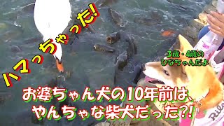 【赤柴 ひな】爆睡するお婆ちゃん犬が見る夢の中を覗いてみたら、やんちゃで可愛い柴犬が遊んでたよ。(画質粗いです)