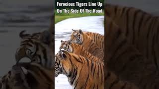 Ferocious Tigers Line Up On The Side Of The Road #shorts