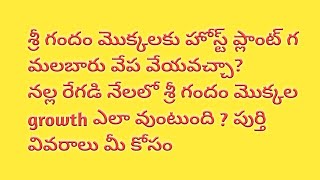 శ్రీ గందం మొక్కలకు హోస్ట్ ప్లాంట్ గ మలబారు వేప వేయవచ్చా ?నల్ల రేగడి లో శ్రీ గందం వస్తుందా?