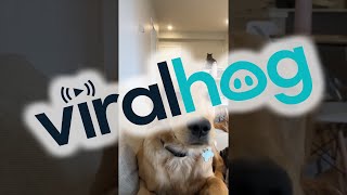 Goofy Golden Retriever Collides With Couch || ViralHog