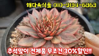 [무조건 30%할인!!] 전상품 무조건 할인해서 보내드려요~♡ #succulentplant #多肉植物