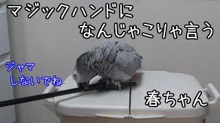 ヨウムの春ちゃん104 マジックハンドで「なんじゃこりゃ」、そしてさらに興奮すると。。