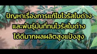 การป้องกันไวรัสใบด่างสายพันธุ์มันที่ทนไวรัสใบด่างผลผลิตสูงแป้งสูง