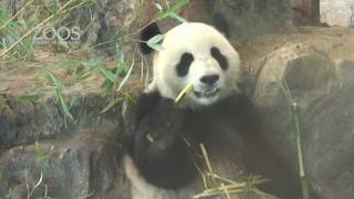 Giant Pandas arrive at Adelaide Zoo!