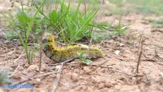 BOMBYX DU TREFLE (LASIOCAMPA TRIFOLII)