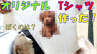 後輩犬のTシャツデザインだった事に先住犬チロルの反応は！？　UTmeを使ってUNIQLOユニクロのオリジナルTシャツを頼んでみた。～子犬トイプードル成長記録～#27