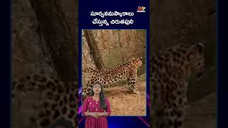 సూర్య నమస్కారాలు చేసిన చిరుత పులి | Leopard Surya Namaskar | Ntv Global