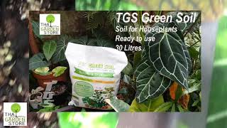 ผลงานดินTGS Green Soil # ปักชำ