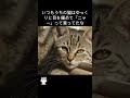 この行動は猫から好かれる ねこ 雑学 ai cat 猫の行動