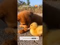 adorable love of a golden puppy and duckling ❤️#short