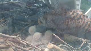 귀여운 새끼 황조롱이 먹이 받아먹는 모습. Cute Kestrel Chicks Doted Over by Mum caring.(Growing up quickly)