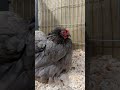 lavender pekin hen chickens bantam chickenbreed