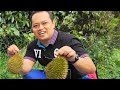 KUTIP BUAH DURIAN DI KEBUN ATOK / Hulu Langat