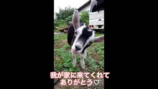 突然の別れ…