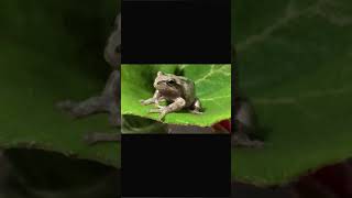 カエルのピーちゃん🐸高速あくび