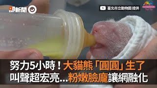 大貓熊圓圓2020生產全紀錄！5小時成功生出粉紅PANDA寶寶｜台北市立動物園｜熊貓｜人工受孕