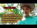 CARA PEMUPUKAN KAPUR DOLOMIT PADA TANAMAN PISANG YANG BAIK SAN BENAR