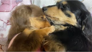 ミニチュアダックスフンドと抱き合って寝るチワックスの子犬