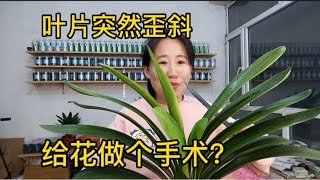 君子兰叶片突然歪斜？到底什么原因？给花做个手术看一看