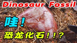 男子荒野发现怪石头，捡来一看，卧槽！恐龙化石？A man wilderness found strange stone, pick it up, OMG! Dinosaur fossils?