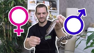Comment Voir Le Sexe D&'un Serpent ? Un Serpent Qui Souffle Fort