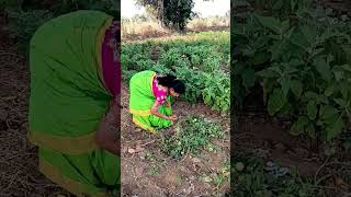 మా పల్లెటూరు అందాలు ##song #telugu #farming