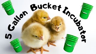 Hatching Chicken Eggs In A 5 Gallon Bucket Incubator