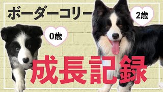 ボーダーコリーの子犬から成犬までの記録/Record of my Bordercollie's growth