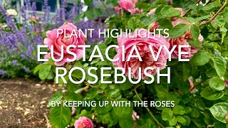 Eustacia Vye Rosebush by David Austin