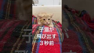 子猫が飛び出す３秒前！！！3 seconds before the kitten jumped out#shorts #子猫 #ねこ #cat