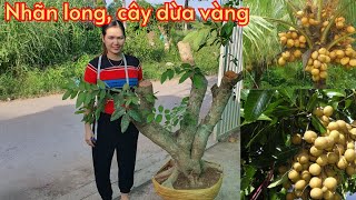 Cây nhãn long-khế chua- dừa vàng- chào bán 10/6♡Kim chi 0788.753.876