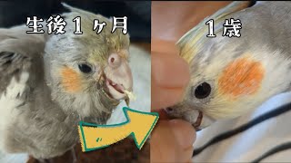 【オカメインコ】男の子１歳までの成長と顔の色の変化