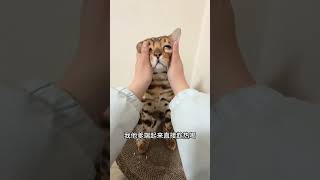 说得有理豹大厨孟加拉豹猫