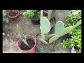 garden vlog nursery view nursery in doha paalaivanathil oru solaivanam plants sale beautifulnursery