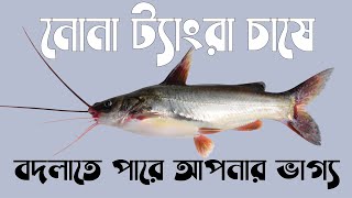 নোনা টেংরা চাষে বদলাতে পারে আপনার ভাগ্য#Balaram_Mahalder