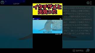 かっこいいイタチザメの解説【FOREVER BLUE LUMINOUS フォーエバーブルー ルミナス】 #フォーエバーブルー #魚 #スイッチ