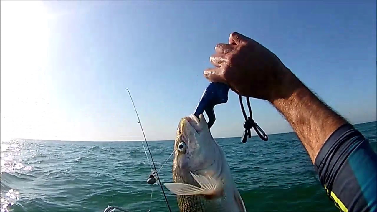 PESCA DE CORVINA COM CAIAQUE - YouTube