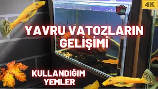 YAVRU VATOZLARIN GELİŞİMİ VE KULLANDIĞIM YEMLER #vatoz #l144