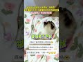 猫咪玩手机被主人发现后“神反应”…