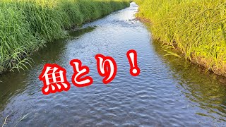 新規河川で魚とりをしてみる【ガサガサ】