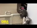 Dog helps puppy escape pet gate by lending a helping paw l GMA Digital