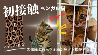 【ベンガル猫】先住猫と新入り子猫が仲良くなるまで　