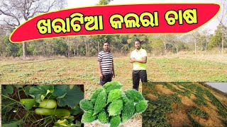 Kharatia Kalara Chasa Kemiti Karibe ଖରାଟିଆ କଲରା ଚାଷ କେମିତି କରିବେ M Farming Tv